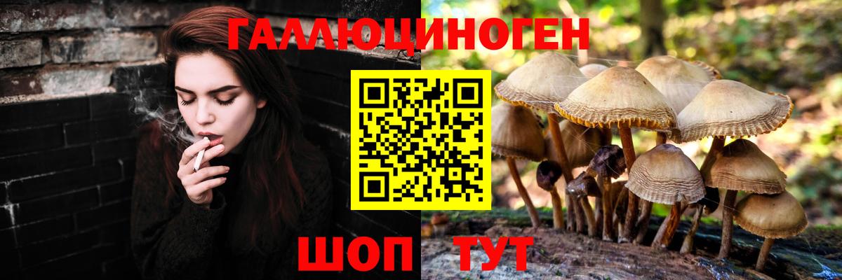Псилоцибиновые грибы Psilocybine cubensis Норильск